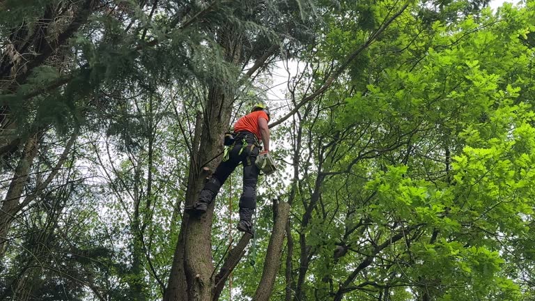 How Our Tree Care Process Works  in Hutchinson, MN